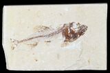 Cretaceous Fossil Fish (Spaniodon) - Lebanon #173356-1